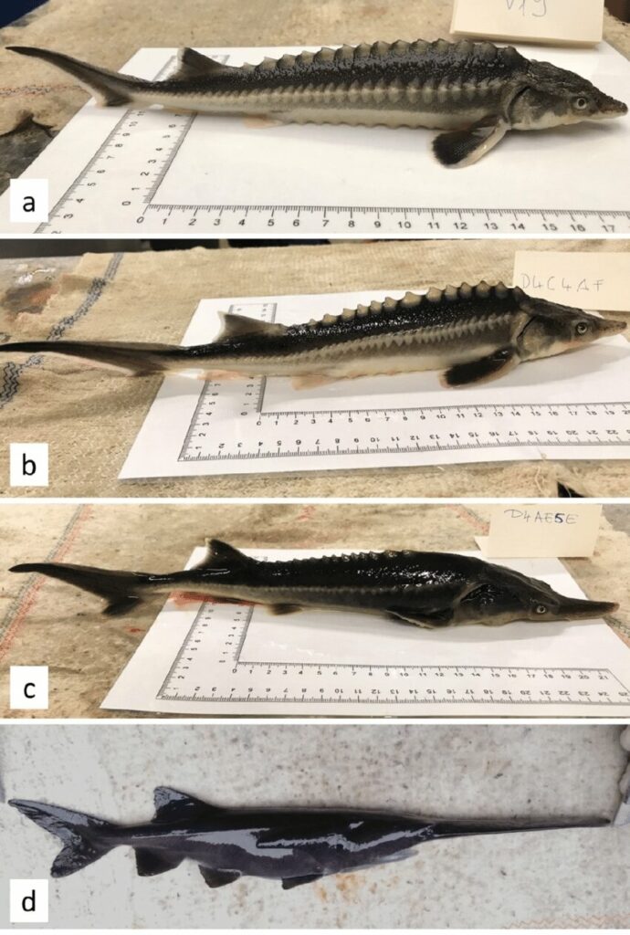 Researchers accidentally breed sturddlefish