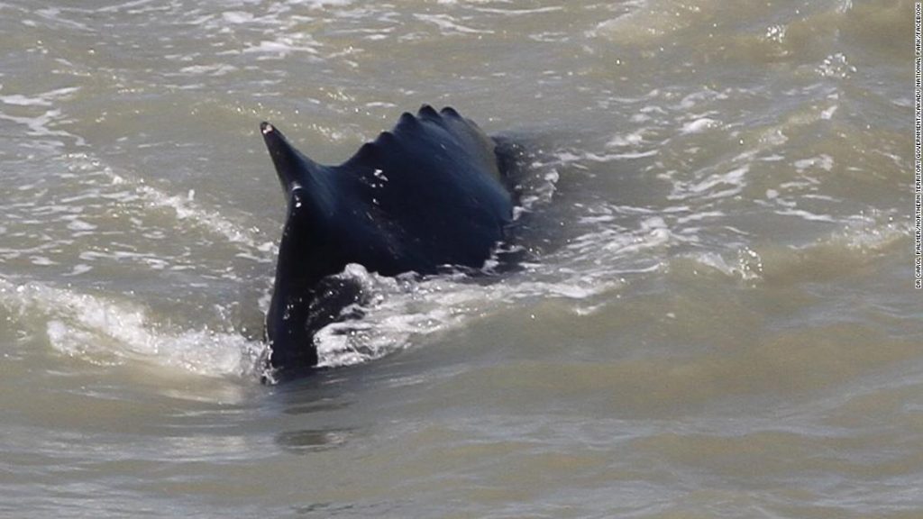 Humpback whale stranded in crocodile-infested river