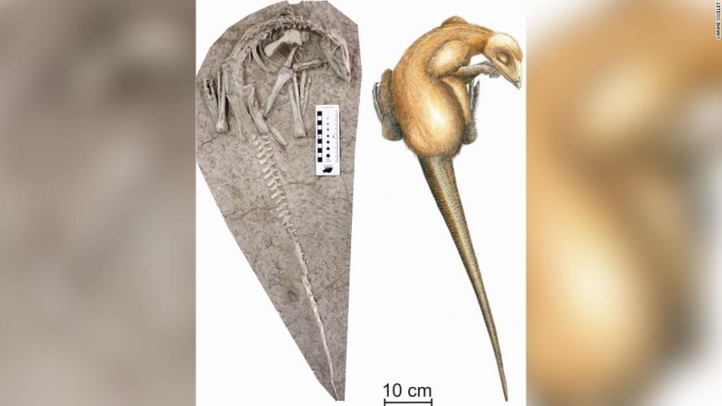 One of the two perfectly preserved skeletons of Changmiania liaoningensis and an artist's impression.