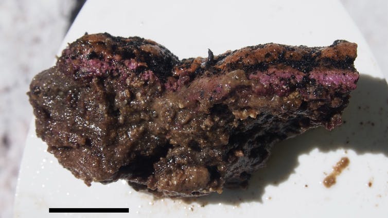 A purple and brown microbial cluster that sits on a white background.