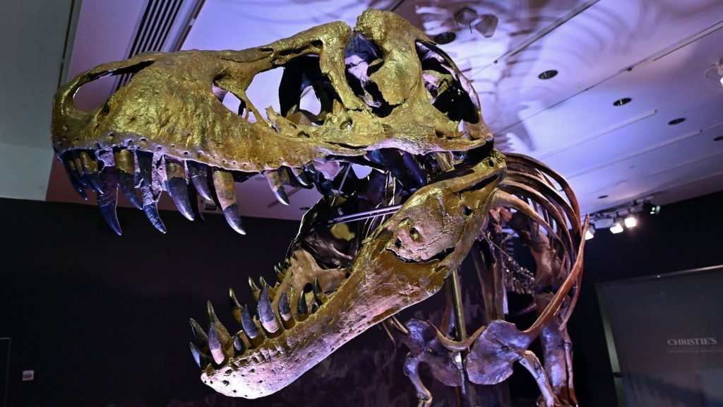 A Tyrannosaurus rex (T-Rex) skeleton, named STAN is on display during a press preview at Christie's Rockefeller Center on September 15, 2020 in New York City. - The skeleton of a 40-foot (12-meter) dinosaur nicknamed "Stan", one of the most complete Tyrannosaurus rex specimens ever found, will be auctioned in New York next month and could set a record for a sale of its kind. Discovered in 1987 near Buffalo, South Dakota, the 188-bone skeleton took more than three years to excavate and reconstruc