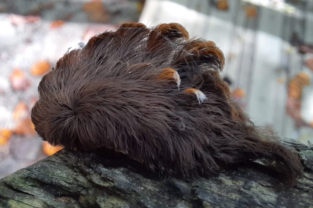 A warning issued after poisonous hairy caterpillar larvae were spotted in Virginia