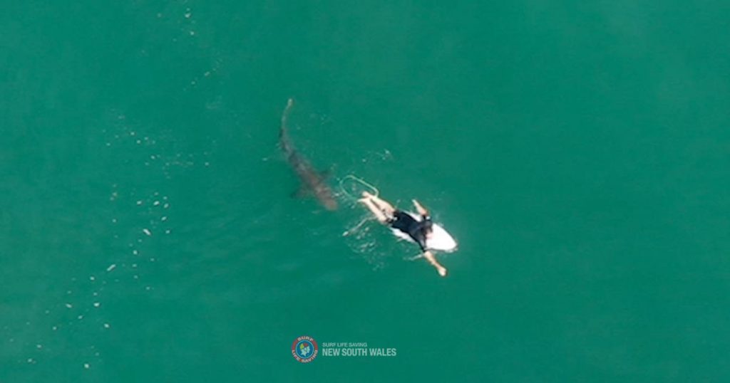 Dramatic drone video showing a nearby surfer communicating with a shark: "My heart just sank."