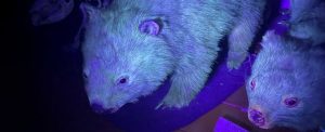 Stop it all - it turns out that wombat also has glowing faux fur