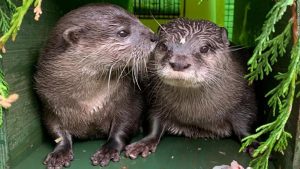 Otters Pumpkin and Harris at SEA LIFE Scarborough