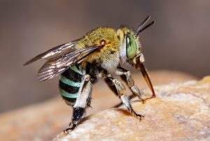 abejas azules Australia