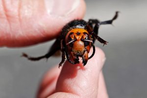 Honey bees in Vietnam use a special tube against killing wasps