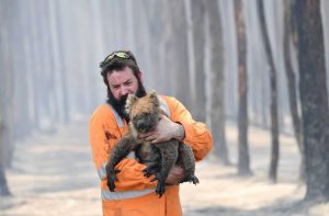 Scorched earth: Australia's wildlife continues to suffer