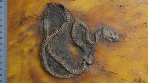 Messel Pit: The oldest fossil snake has been discovered in the World Heritage