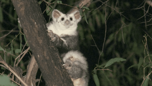 Species Protection: Flying Marsupials - Spectrum of Science