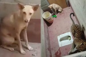 The dog is stuck in the room with the tiger for hours: then it gets exciting!