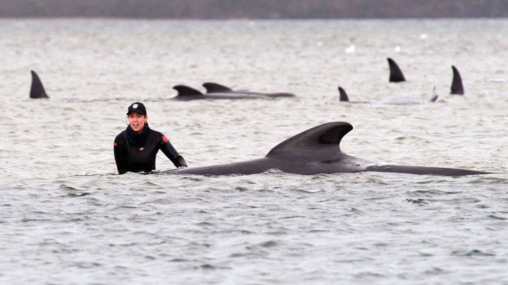 270 flying whales stranded on the coast - 90 animals have already died