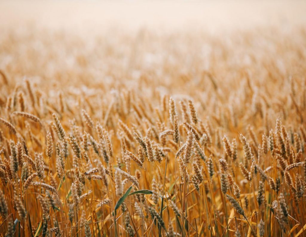 Australia: The huge wheat crop is on the increase