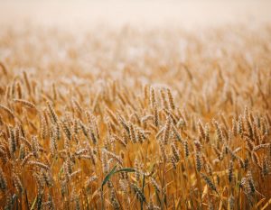 Australia: The huge wheat crop is on the increase