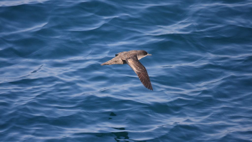 Dead birds: A volcano and a point cause mass death