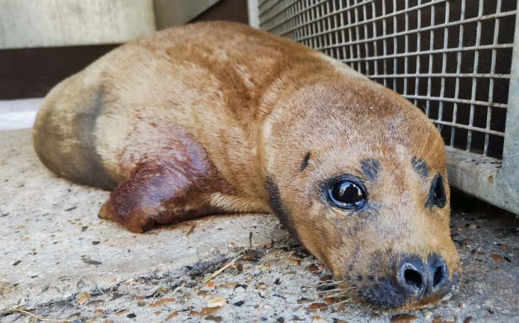 Freddie Mercury, a seal from the United Kingdom, died after a dog attack