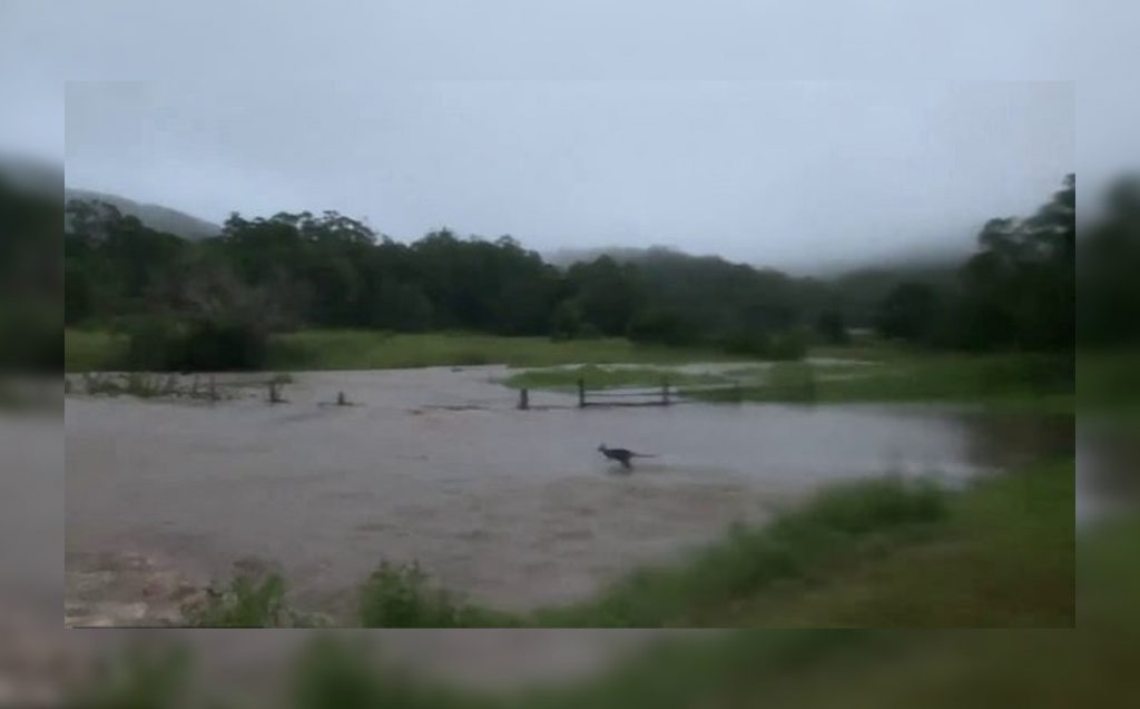 Kangaroo Surviving Flood in Australia: Video