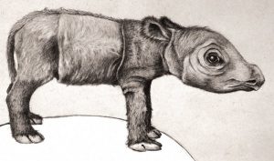 Das Rhinozeros.  (Bild: Kerstin Rühmann)