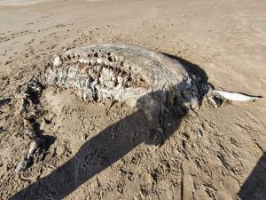 Mysterious sea monster: Finding a mysterious four-ton sea monster on the beach in the UK: Pictures of mysterious sea creatures found in Britain