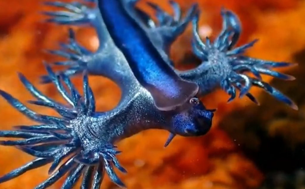 Australia.  They found a blue dragon on the beach.  I was in the sea  Video