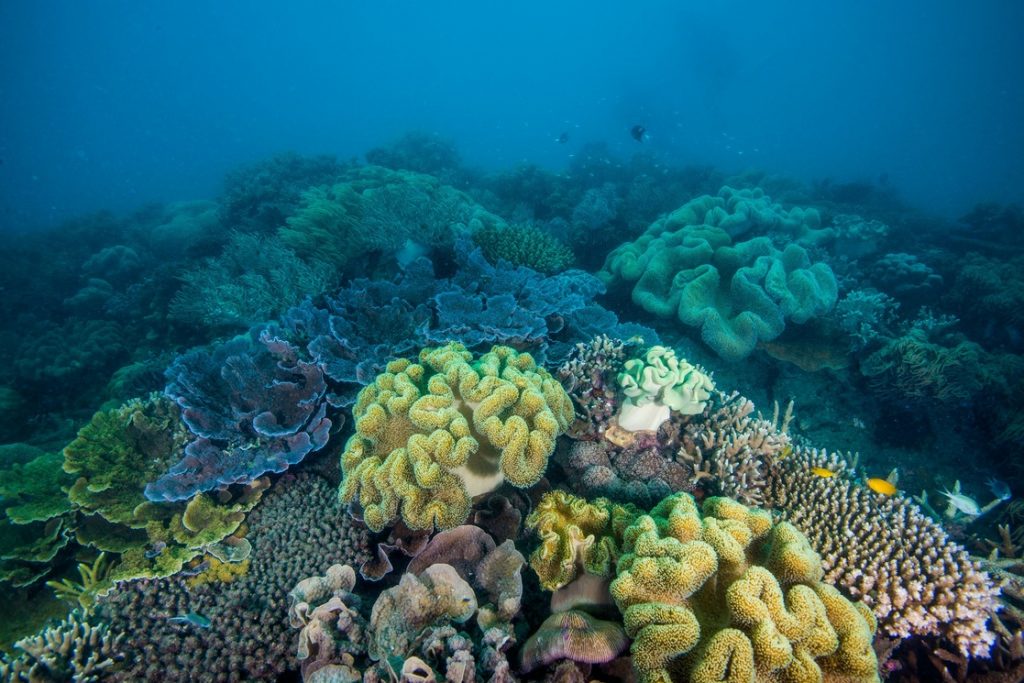 La Jornada - They seek to "delay 20 years" the disappearance of corals in Australia