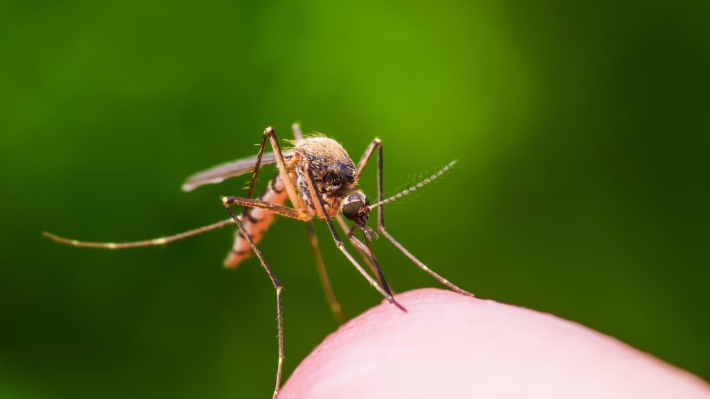 Releasing genetically modified mosquitoes in Florida