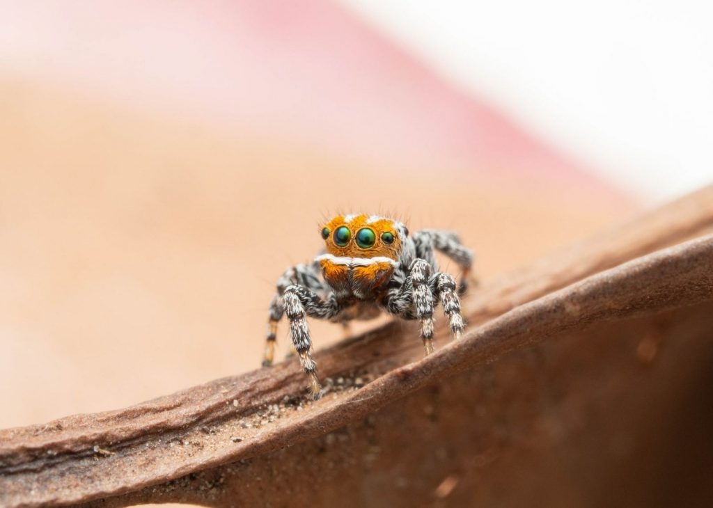 The newest peacock spider in Australia is called Nemo