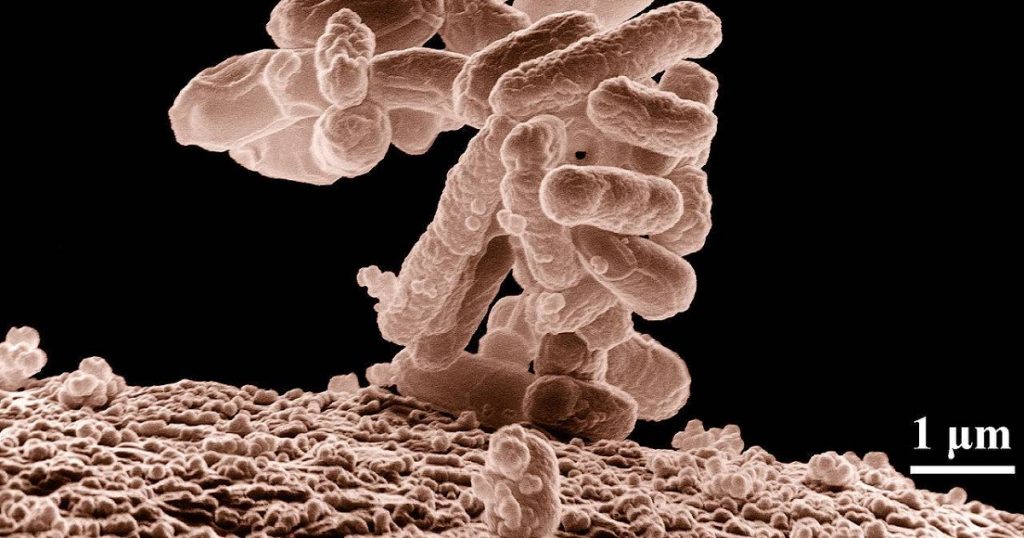 British researchers create artificial bacteria that fight viruses