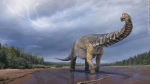 Australia's largest dinosaur is a new species, and that's a measurement