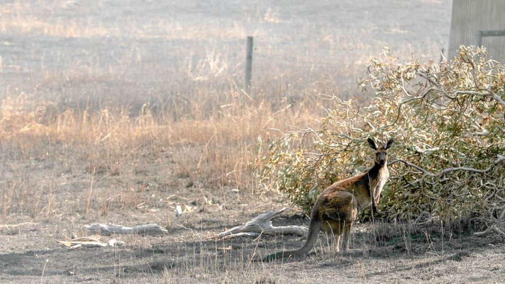 Climate change: Impacts in Australia - government action urged