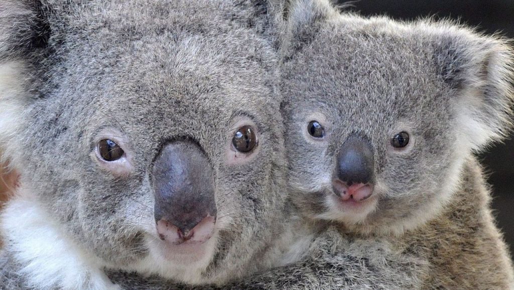 Australia: koala face recognition in testing