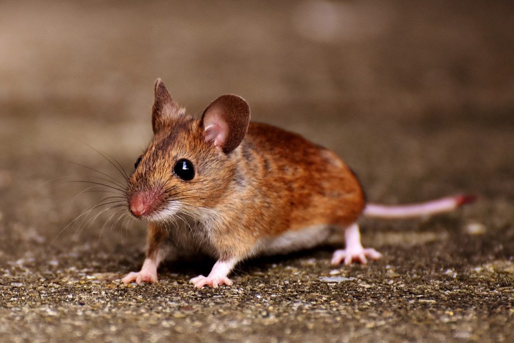 Australia suffers worst rat plague in 10 years - Noticieros Televisa