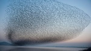 Birds in the world: according to the study 1.3 billion birds swallowed and only 3000 kiwis