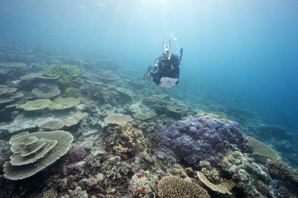 Australia's Great Barrier Reef is causing a clash within the Spanish government |  Climate and environment