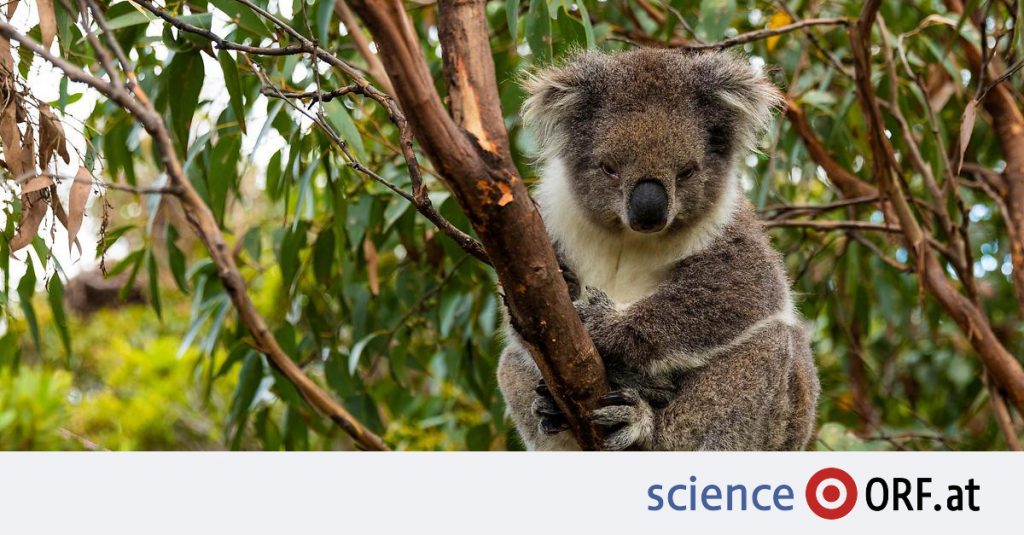 Marsupials: facial recognition for koalas - science.ORF.at