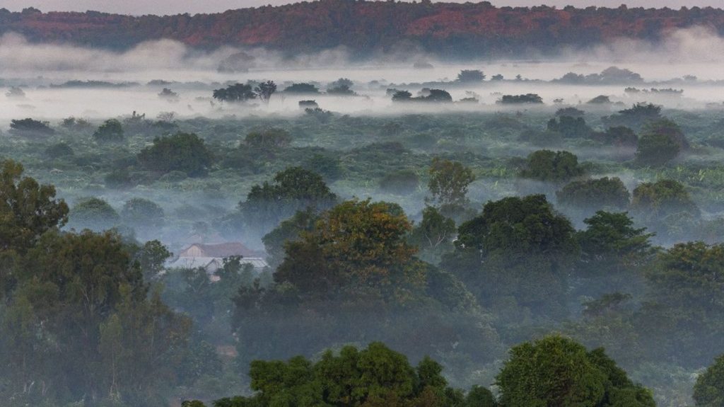 One third of tree species are threatened with extinction worldwide