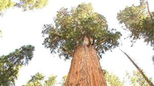 California wildfires: 20% of sequoia trees destroyed - NEWS 360 - WORLD