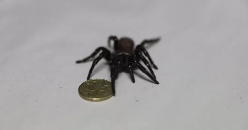 They found a "huge spider" in Australia, its fangs piercing nails