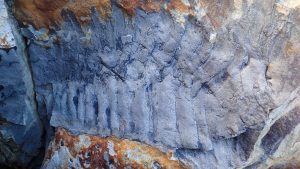 Fossils: a car-sized millipede made Europe unsafe