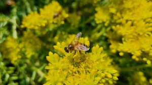 Study by MLU: How farmers can be better involved in protecting species