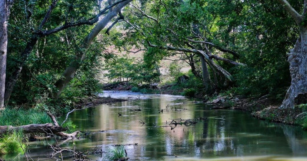 There are still more than 9,000 tree species to be discovered on Earth - rts.ch