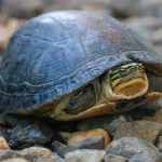 The Struggle and Triumph in Asian Box Turtle Conservation