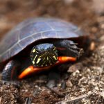 Living Canvases: Understanding the Painted Turtle’s Unique Patterns