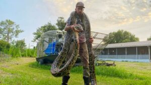 A 17-foot python caught in Florida