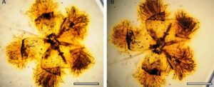 Scientists Create a 'Time Tree' Showing How Flowering Plants Came to Dominate Earth