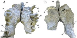 Palaeontologist examined fossilized jaws belonging to a number of Deinoschus, revealing the beasts had teeth 'the size of bananas' with crushing power to take down even the largest dinosaurs