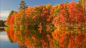 The weather causes the foliage to fall off faster and other areas to thrive