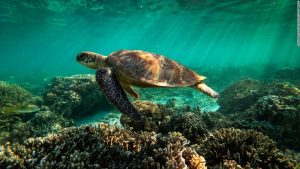 The Great Barrier Reef has lost half of its coral reefs