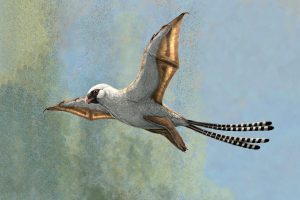 These two bird-sized dinosaurs developed bat-like wings, but they struggled to fly