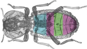 This succulent super-beetle can survive being run over by a car - and help solve engineering problems